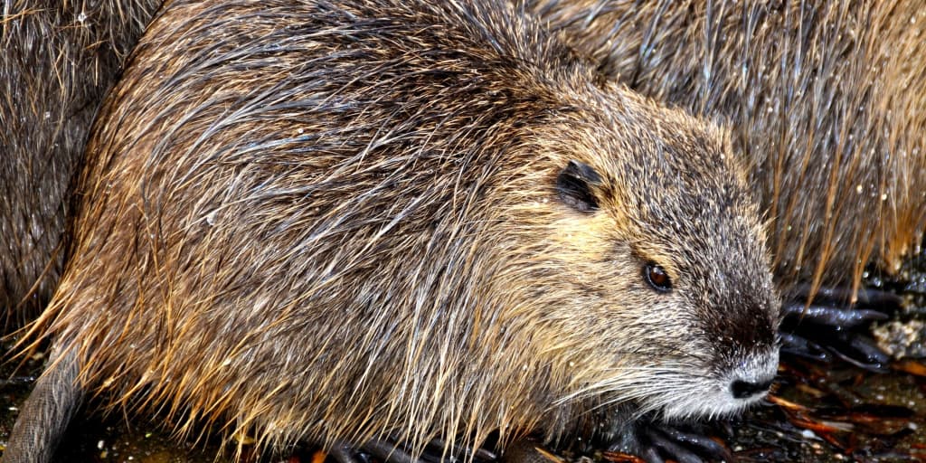 Beaver Builder Review